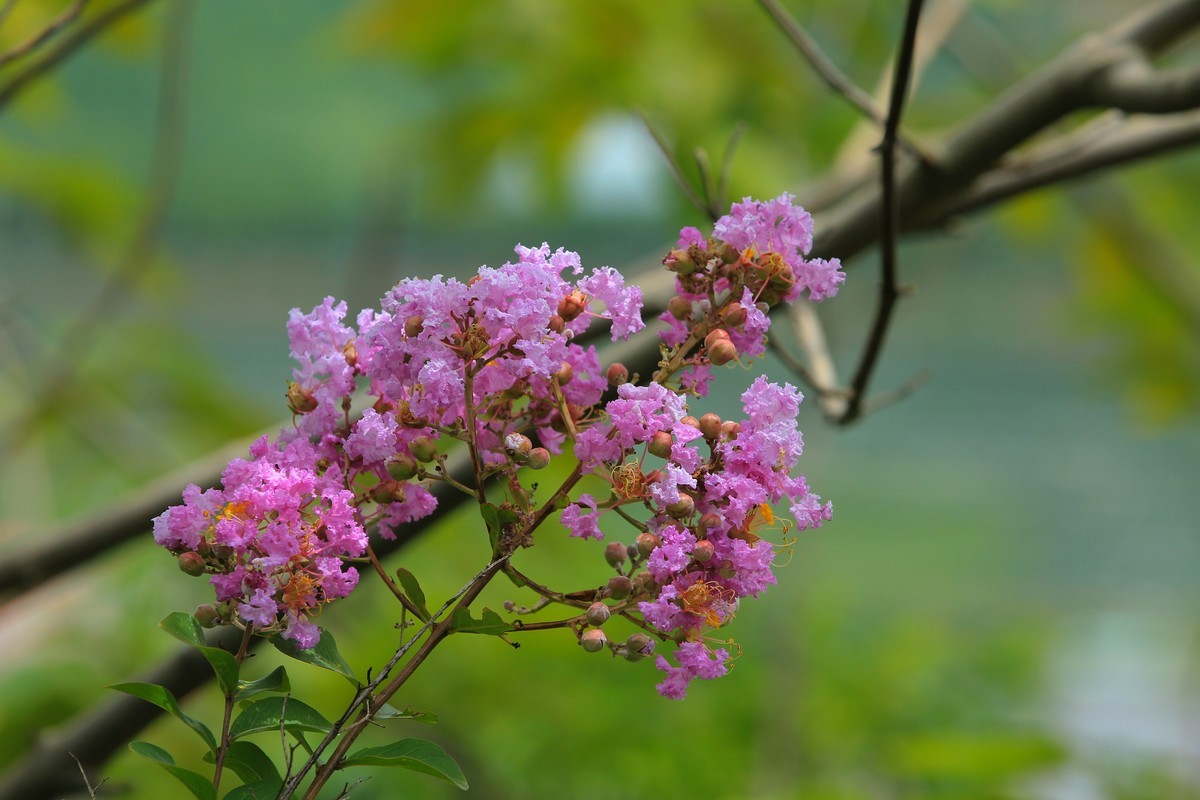 拍摄花卉一（323）