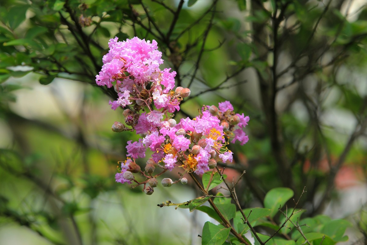 拍摄花卉一（323）