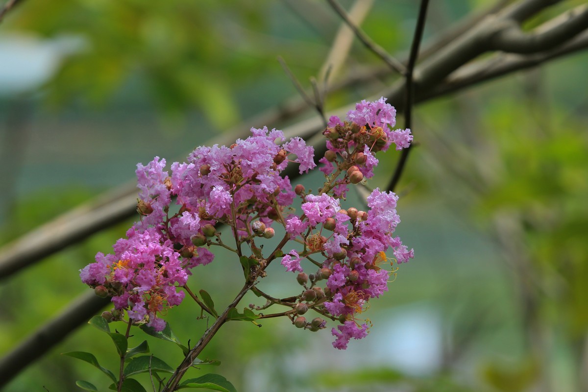 拍摄花卉一（323）