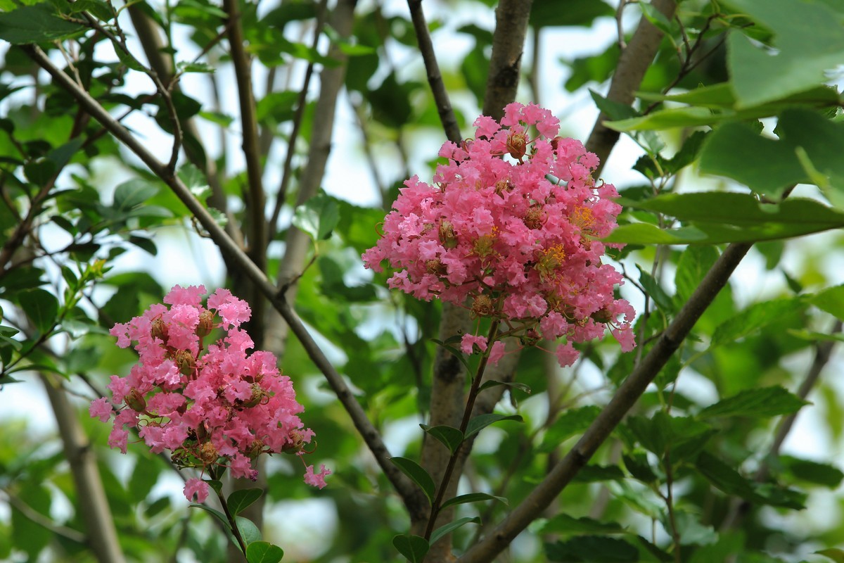 拍摄花卉一（323）