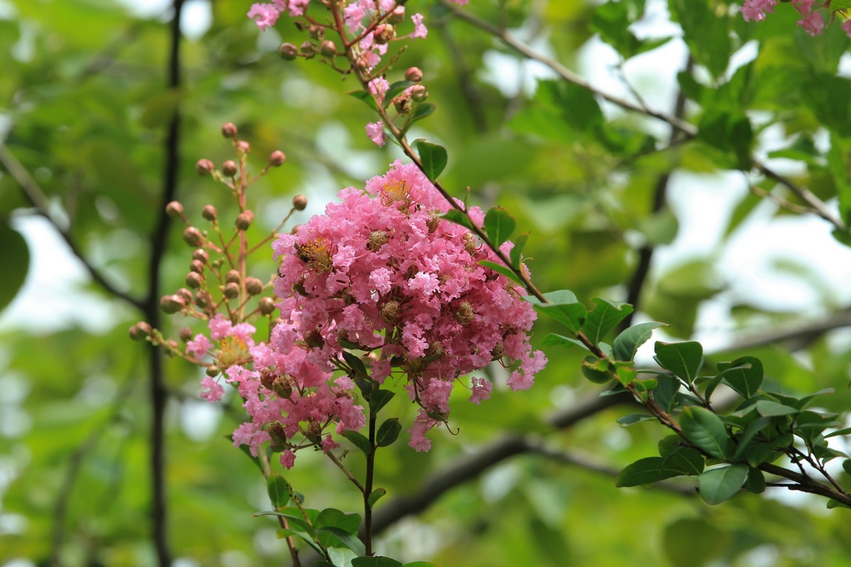 拍摄花卉一（323）