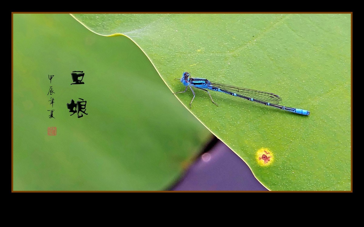 荷塘里的小精灵-豆娘
