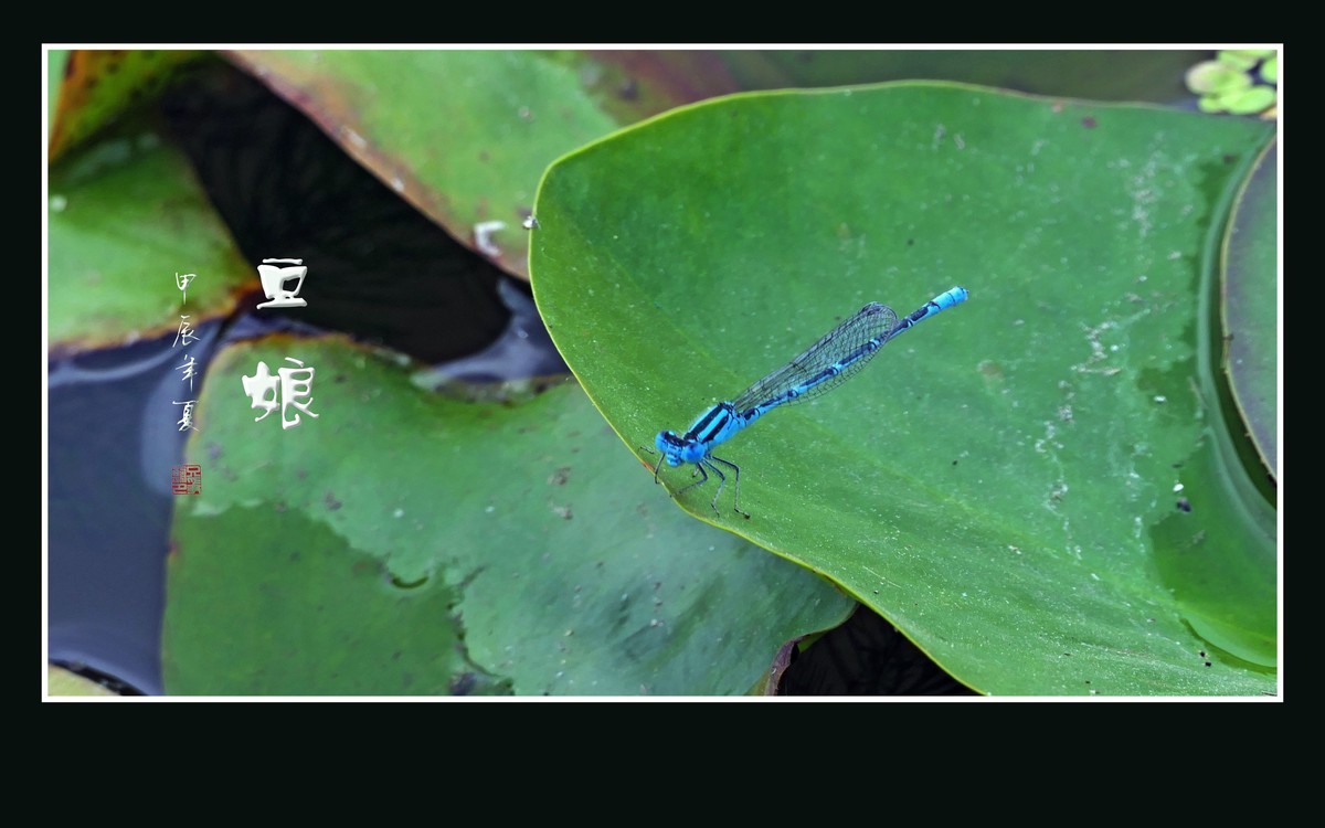 荷塘里的小精灵-豆娘