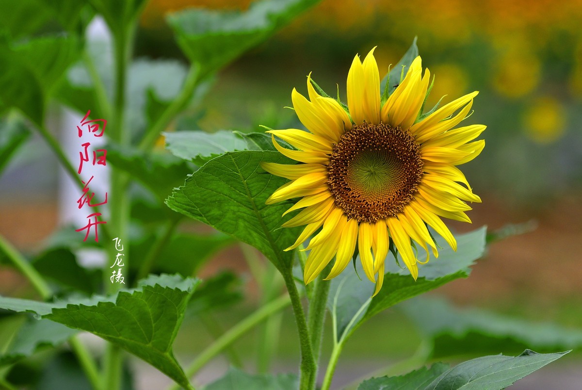 向日葵