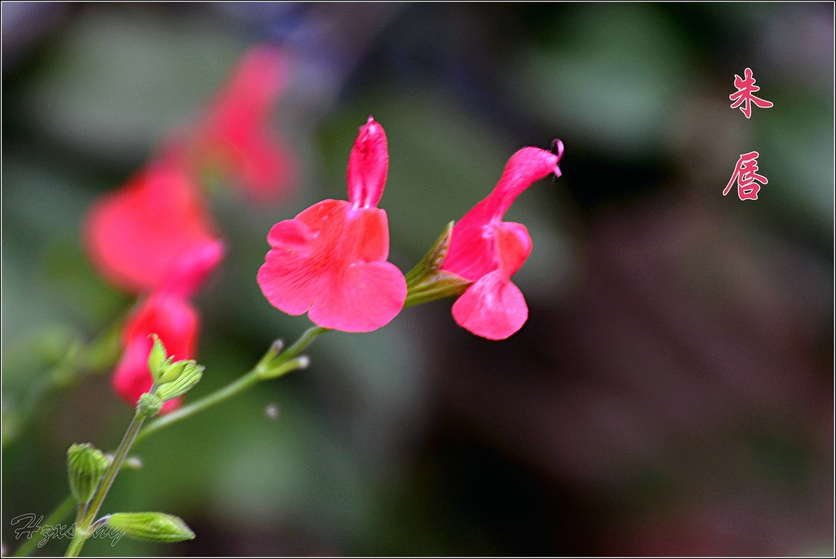 小红花——朱唇（2024292）