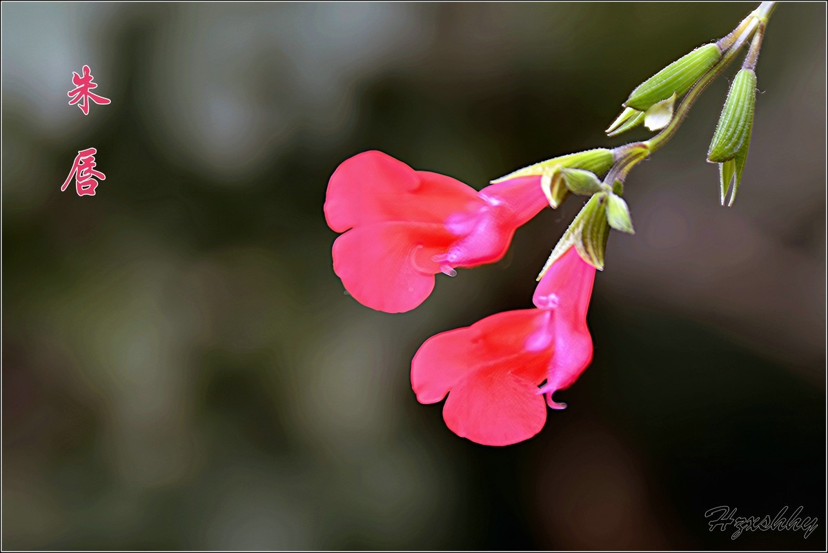 小红花——朱唇（2024292）