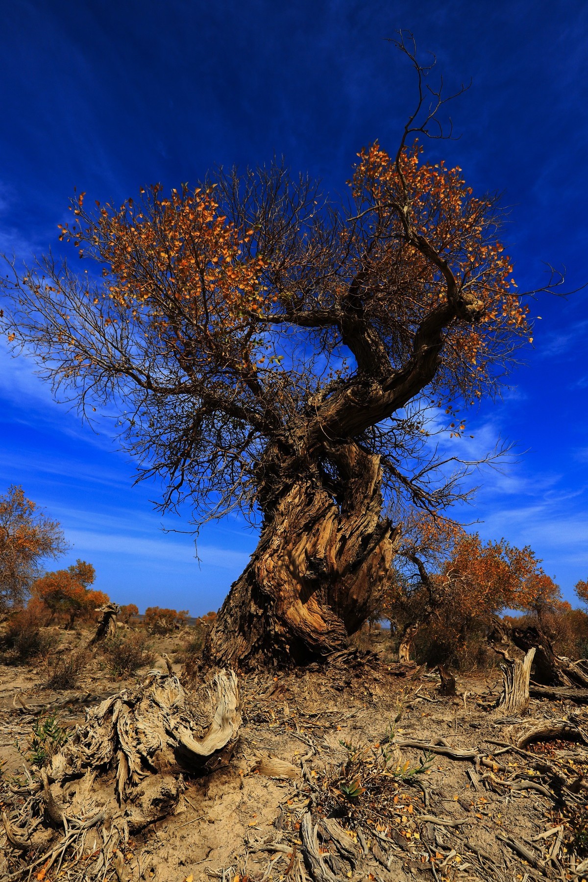 我只是把出去看到的随手记录下来（十七）