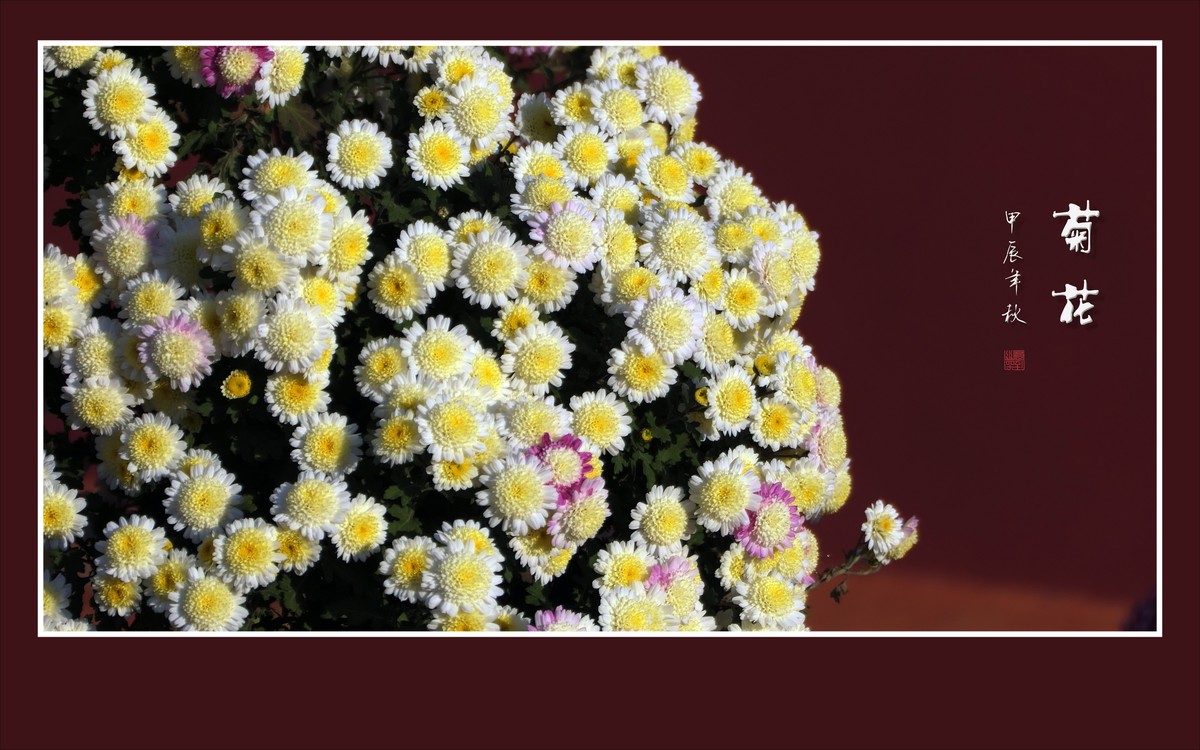 花团锦簇的小菊花