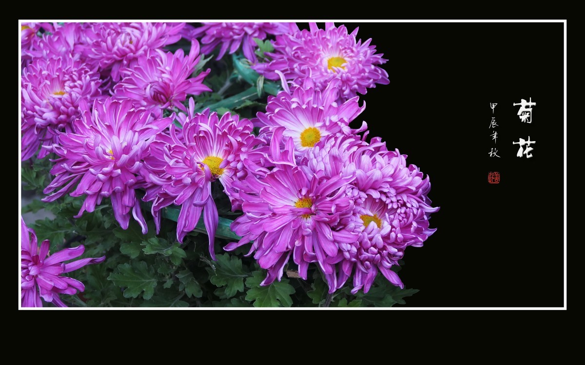 花团锦簇的小菊花