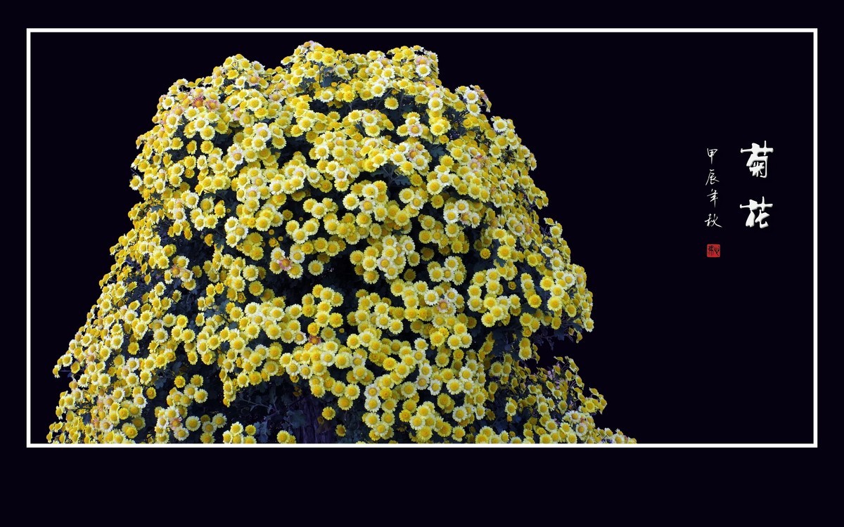 花团锦簇的小菊花