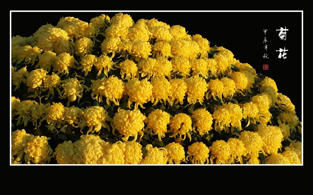 花团锦簇的小菊花