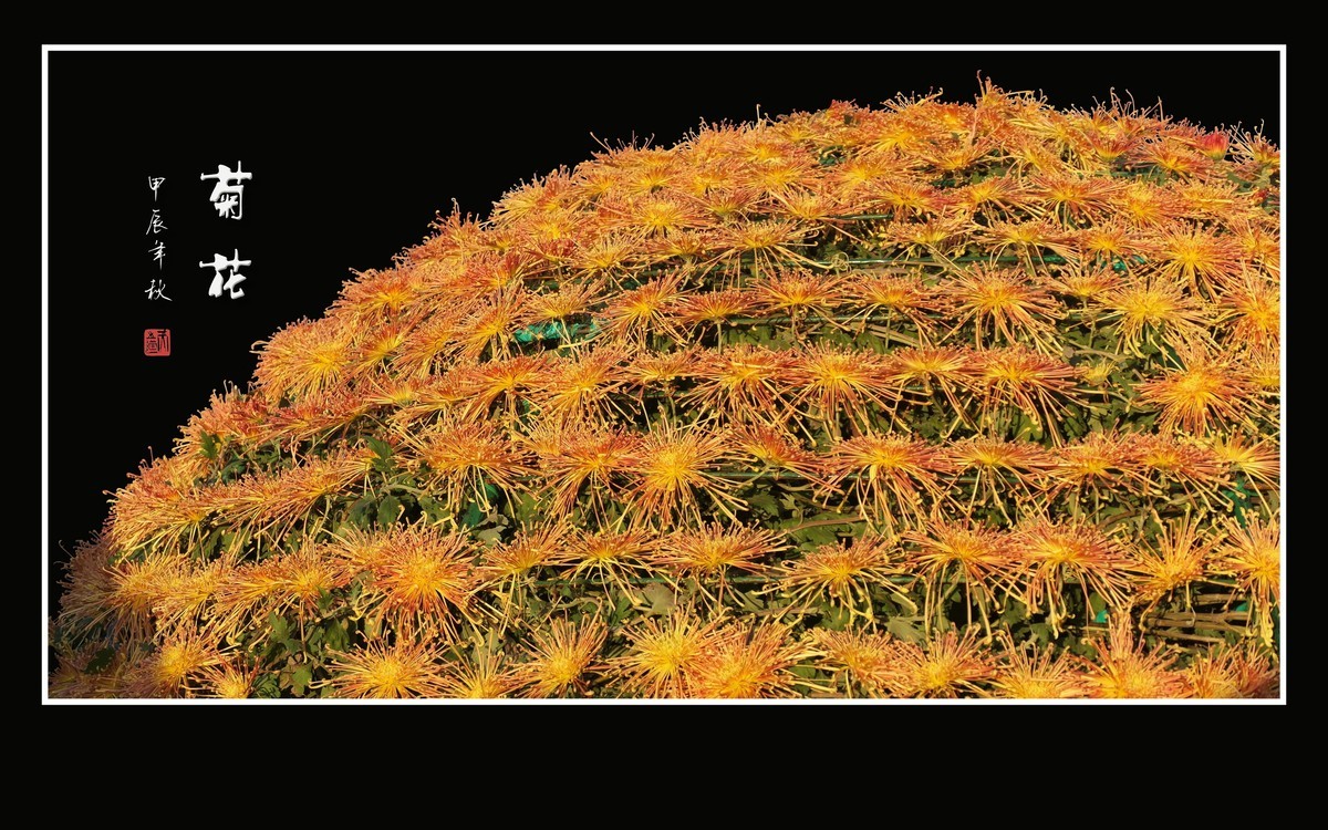 花团锦簇的小菊花