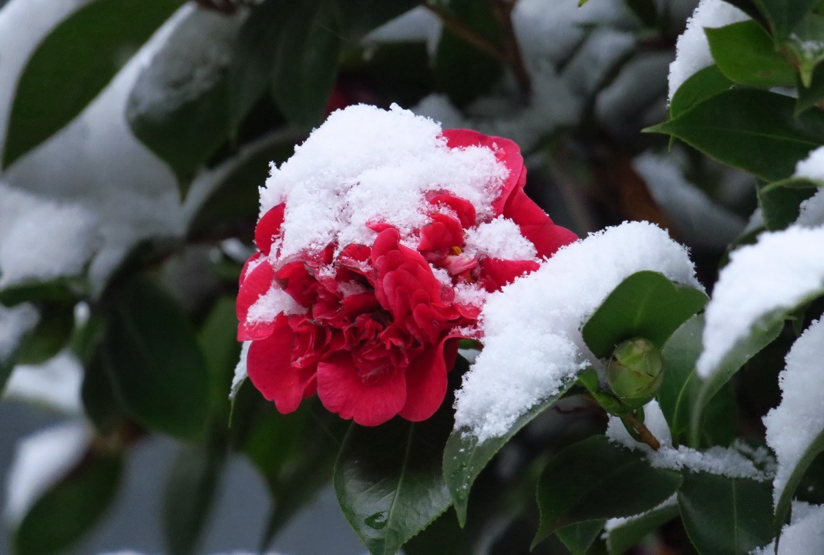 雪中茶花