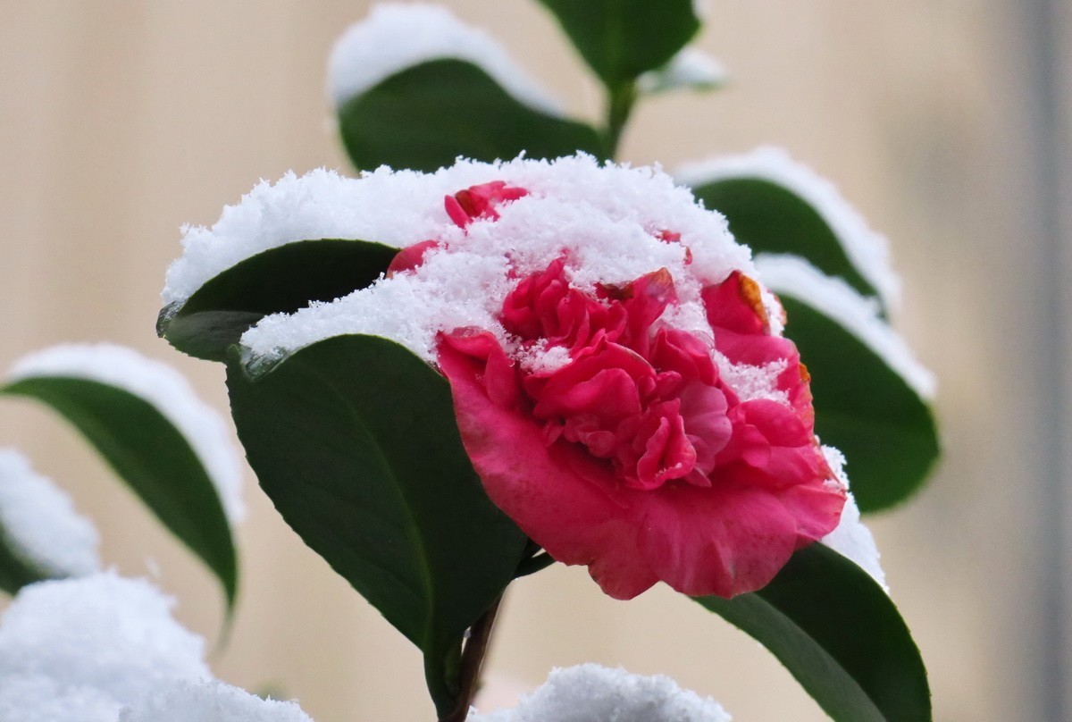 雪中茶花