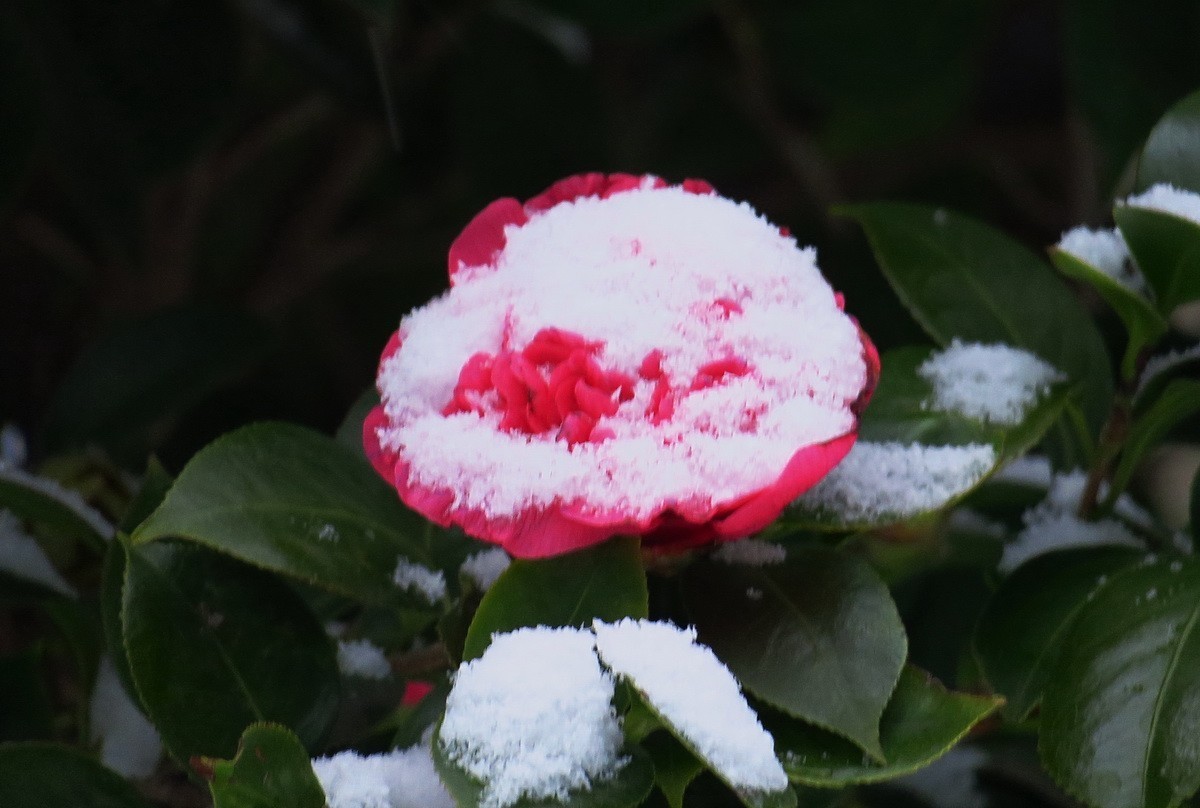 雪中茶花