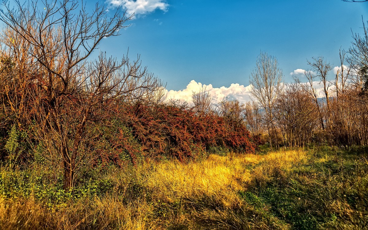 暮色下的邛海湿地