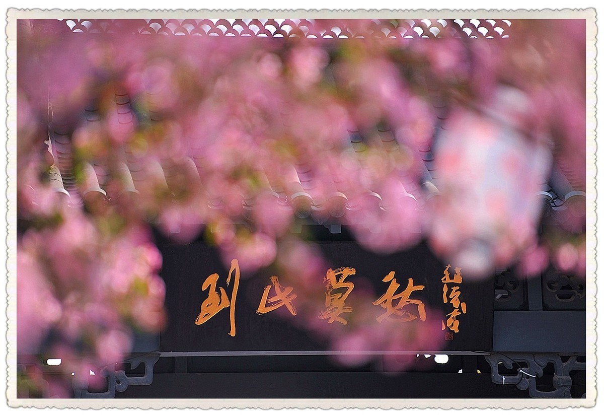 樱花     第二天疫情爆发公共场所关闭暂时错过2022年最美季节