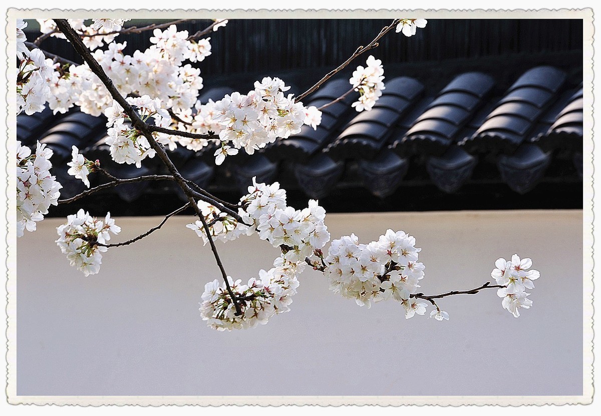 樱花     第二天疫情爆发公共场所关闭暂时错过2022年最美季节