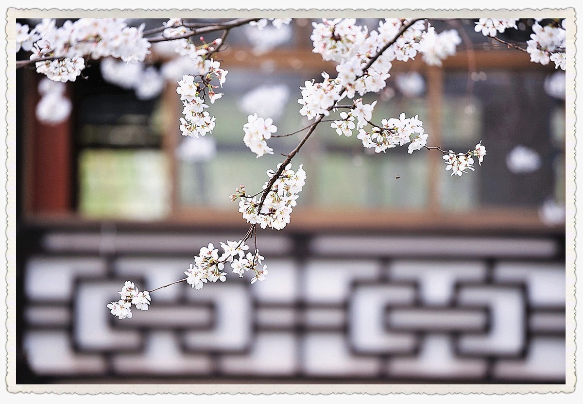 樱花     第二天疫情爆发公共场所关闭暂时错过2022年最美季节