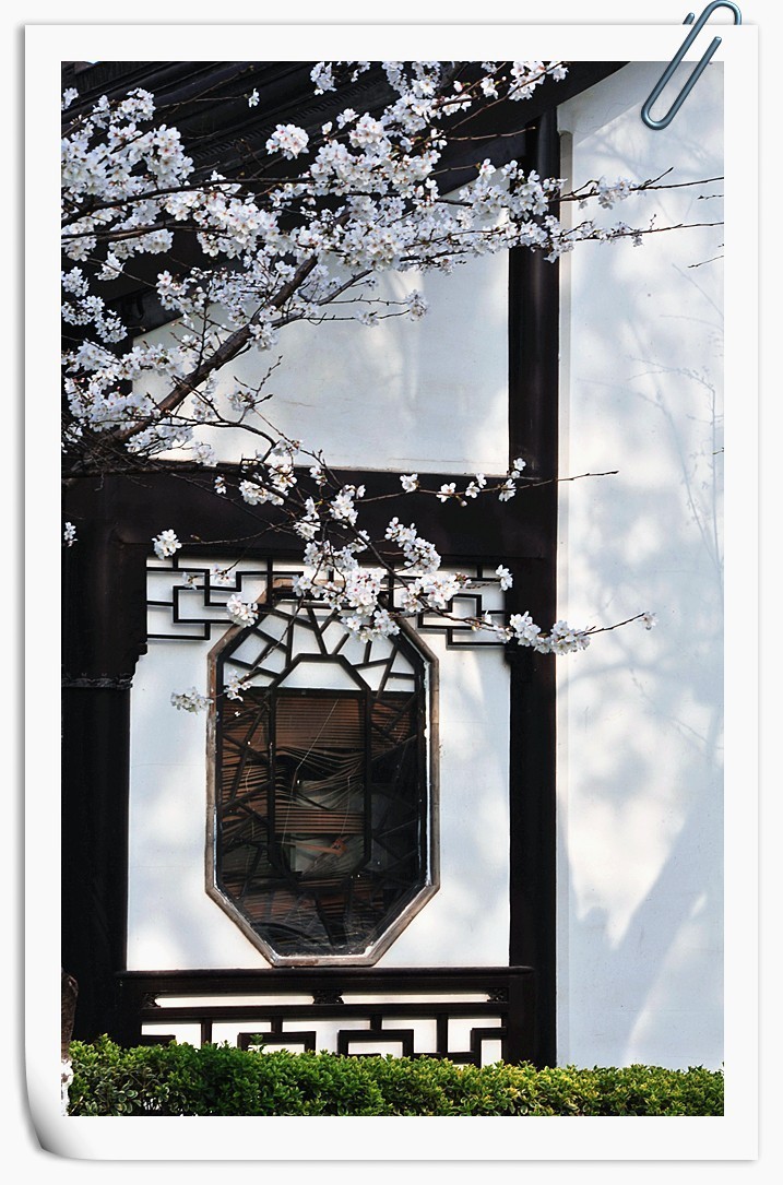 樱花     第二天疫情爆发公共场所关闭暂时错过2022年最美季节