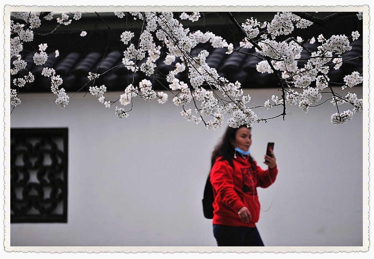 樱花     第二天疫情爆发公共场所关闭暂时错过2022年最美季节