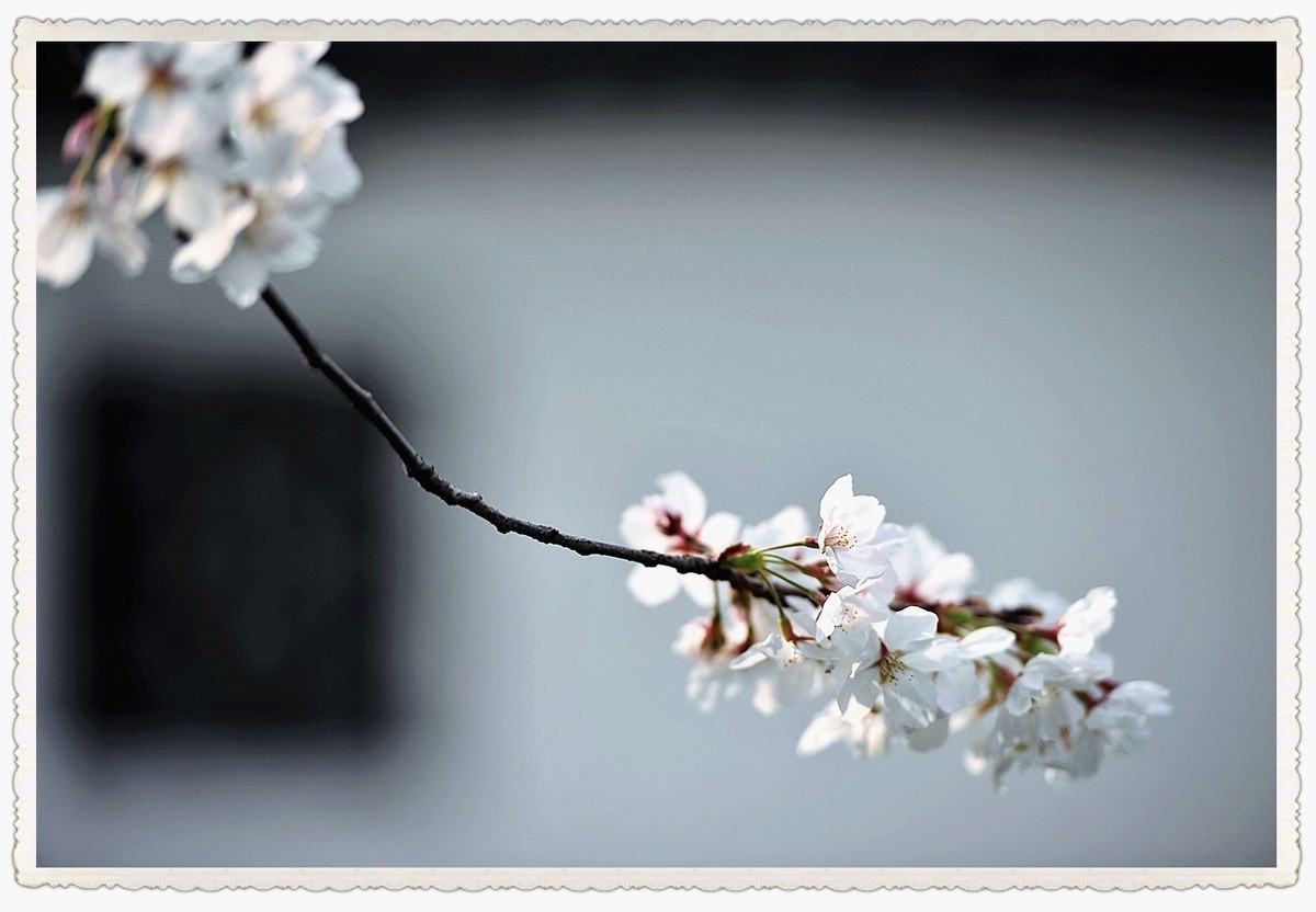 樱花     第二天疫情爆发公共场所关闭暂时错过2022年最美季节