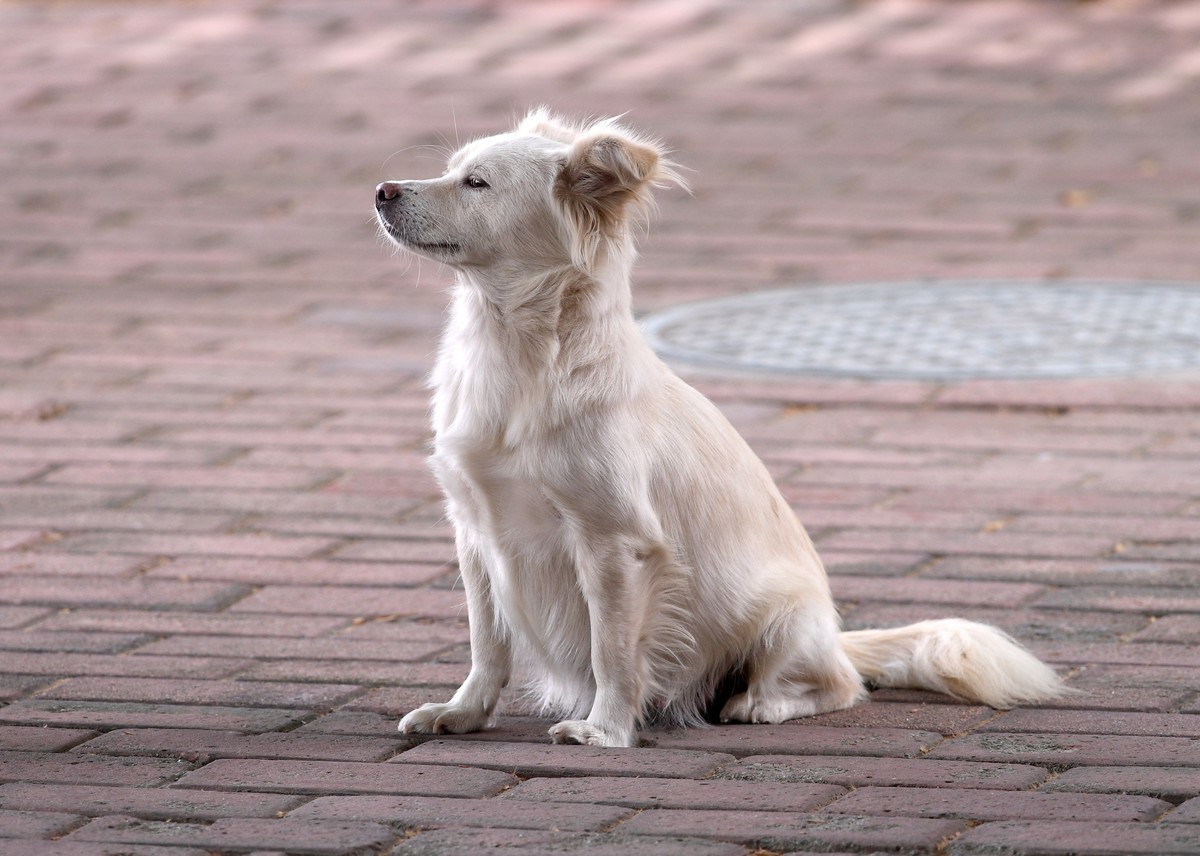 +闲得无聊，打狗一组，欢迎老师批评指正，谢谢。