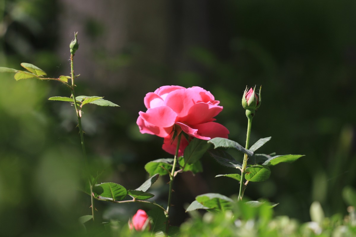 散散步拍拍花草