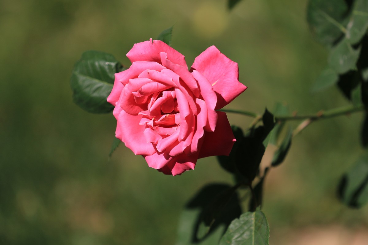 散散步拍拍花草