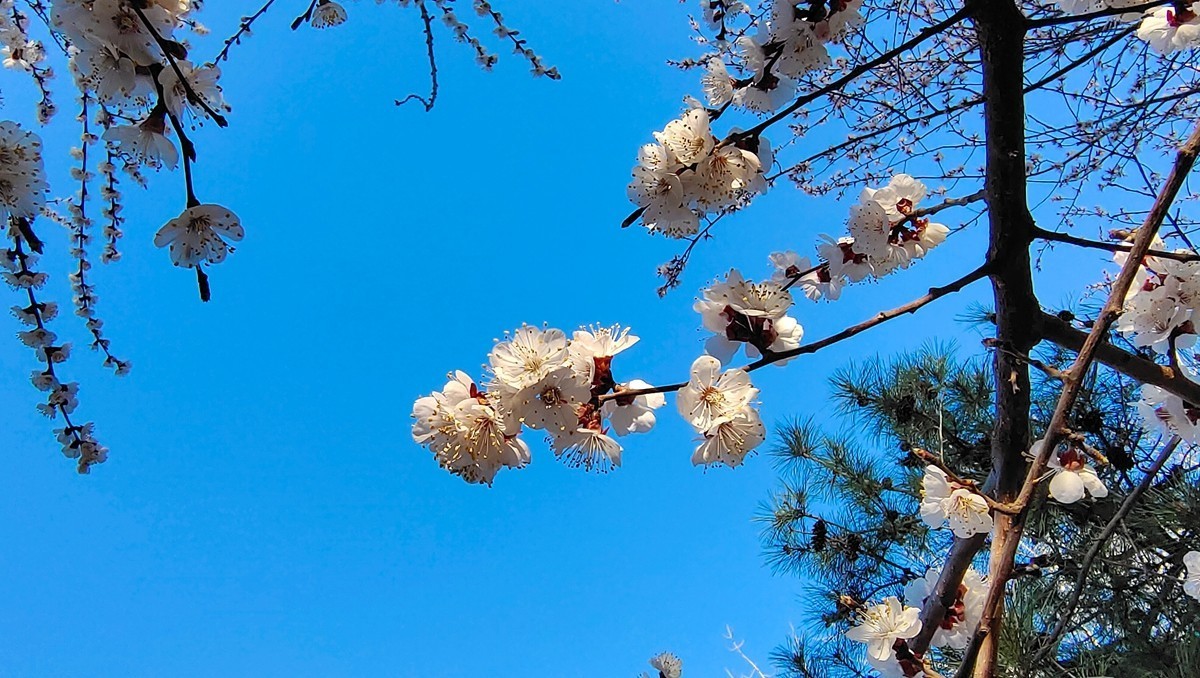 #杏花依旧笑春风#  vivo50 pro+超微距拍杏花