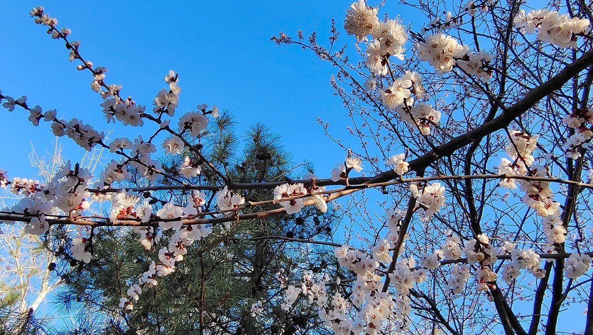 #杏花依旧笑春风#  vivo50 pro+超微距拍杏花