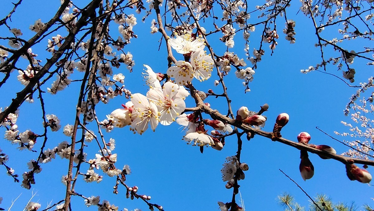 #杏花依旧笑春风#  vivo50 pro+超微距拍杏花