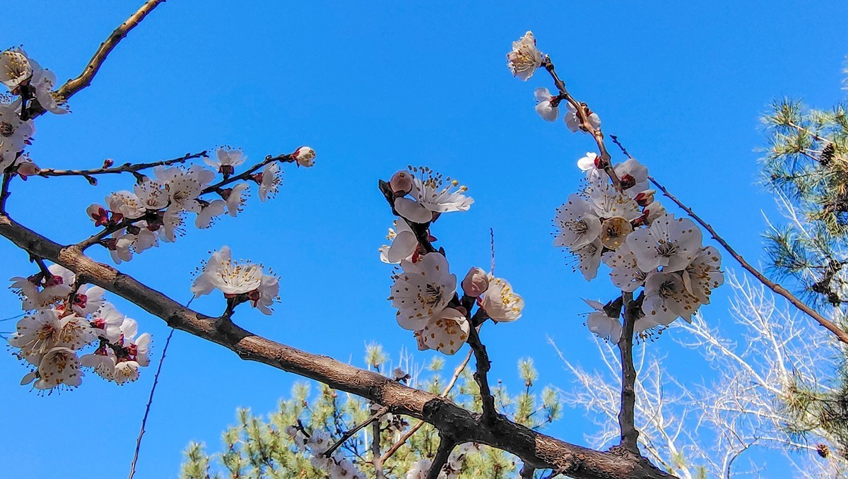 #杏花依旧笑春风#  vivo50 pro+超微距拍杏花