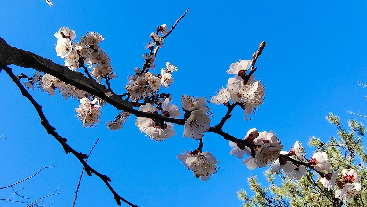 #杏花依旧笑春风#  vivo50 pro+超微距拍杏花