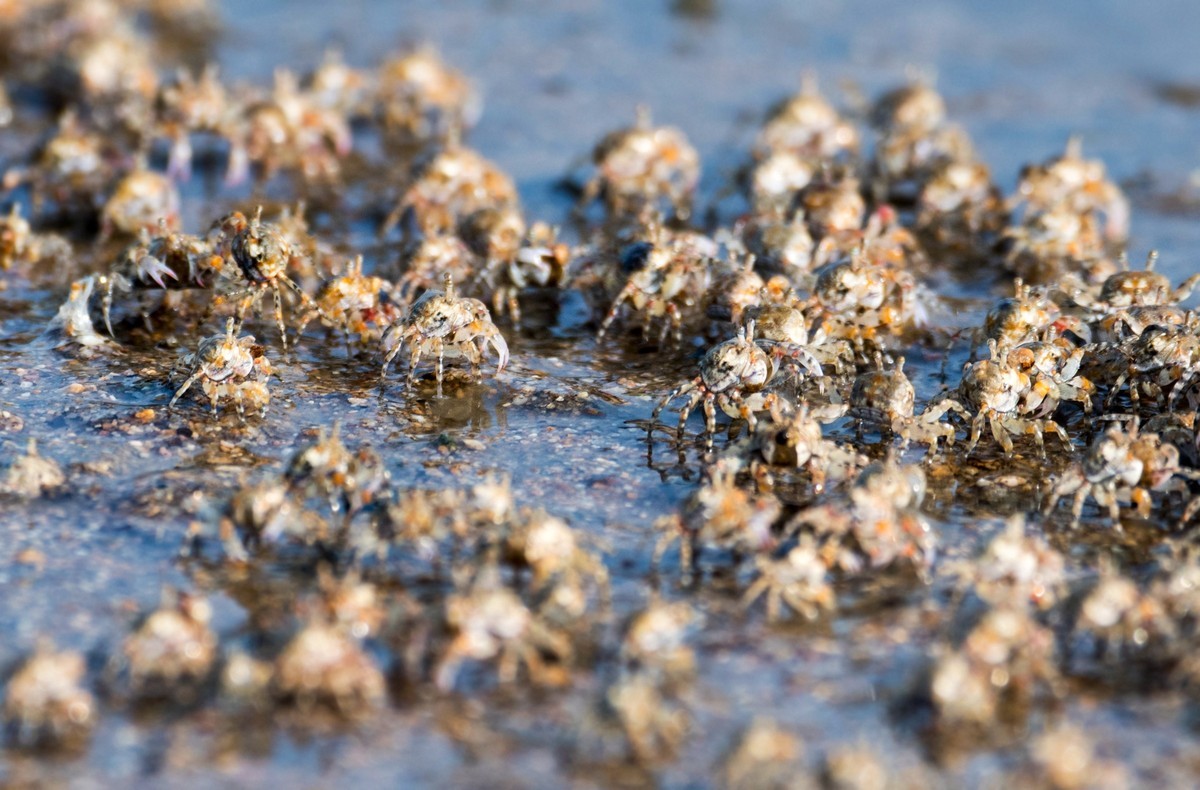 沙滩上密集的小蟹（一）