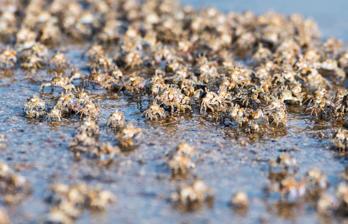 沙滩上密集的小蟹（一）