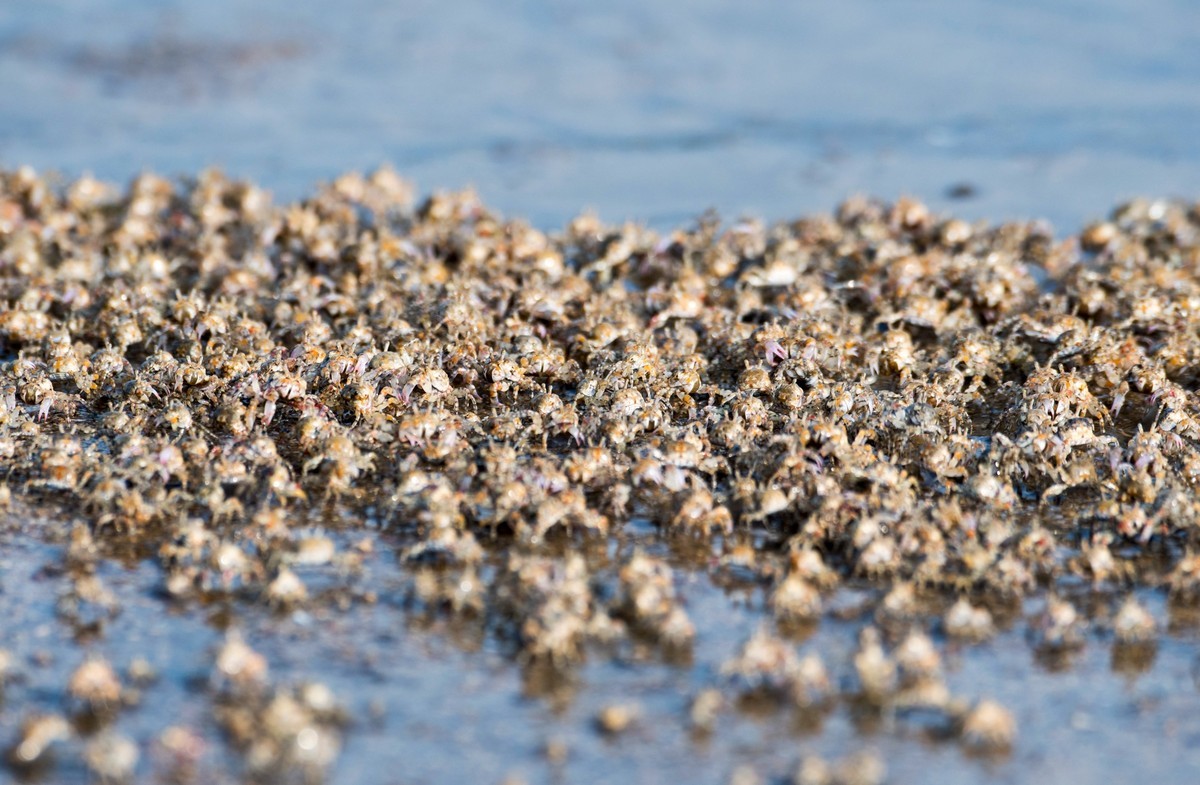沙滩上密集的小蟹（一）
