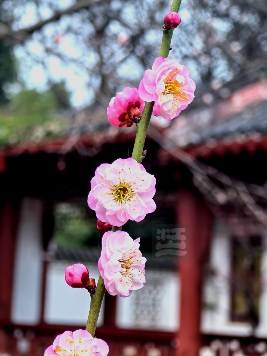一枝春馆*东湖——武汉随笔