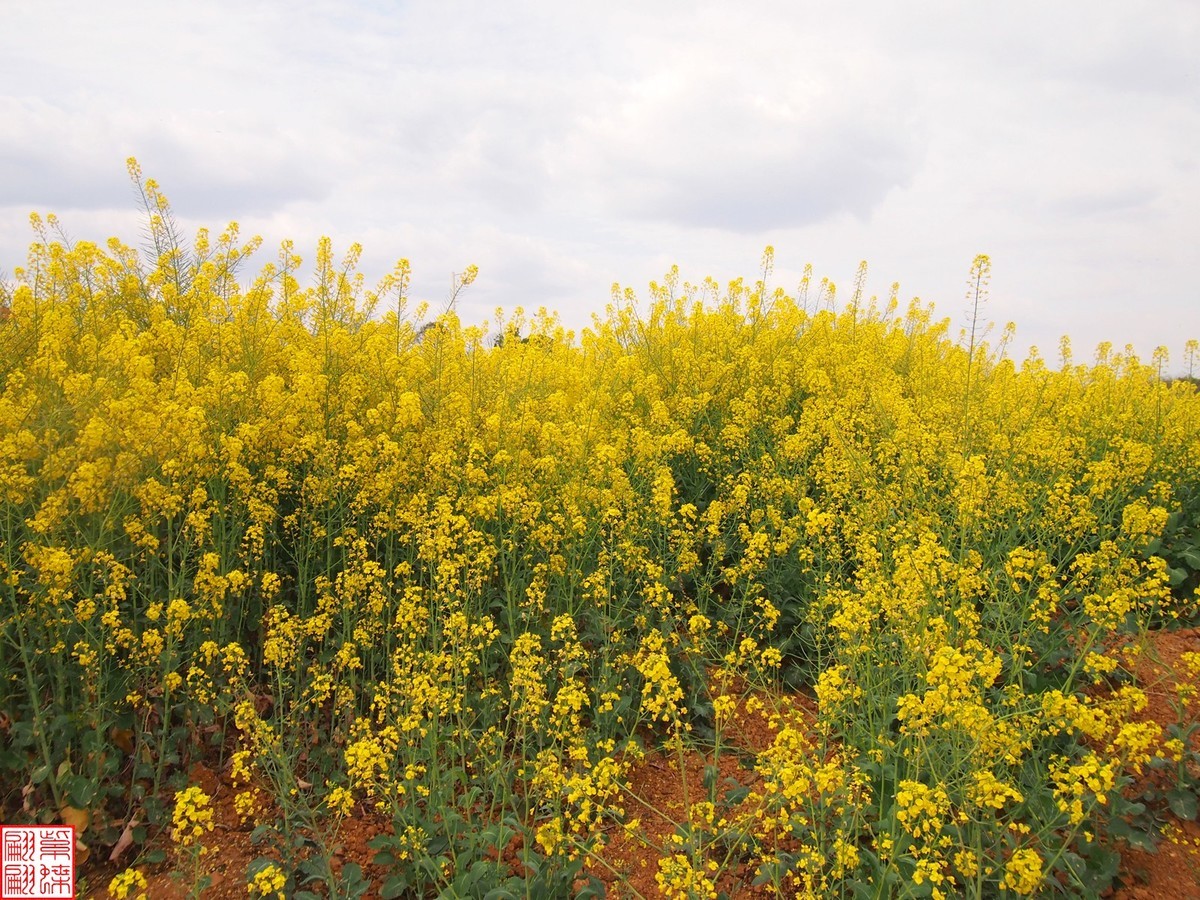 2024田园风光打卡（13）
