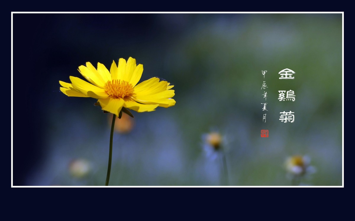 金光灿灿的金鸡菊