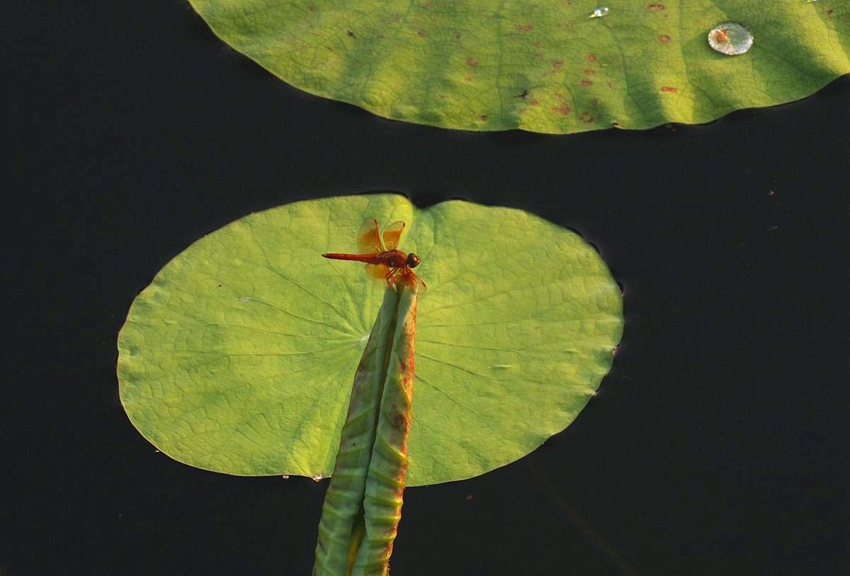 荷叶蜻蜓
