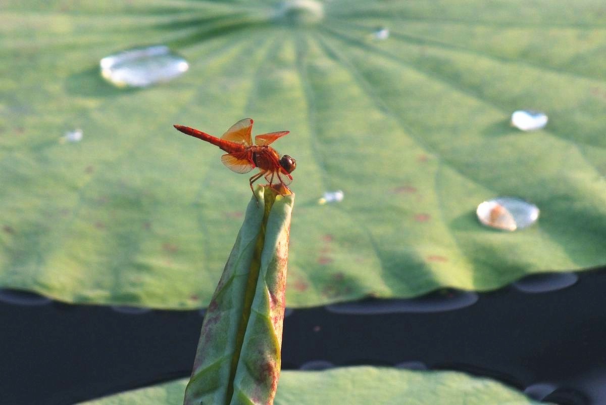 荷叶蜻蜓