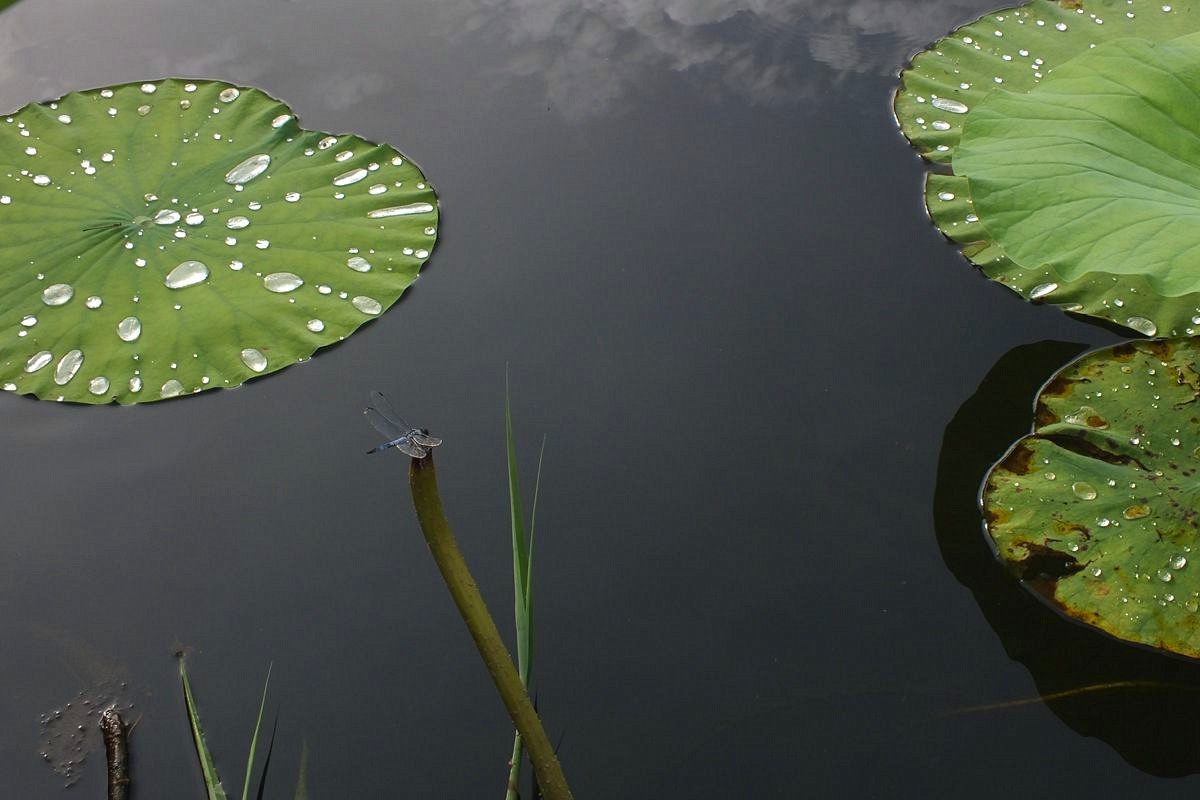 荷叶蜻蜓