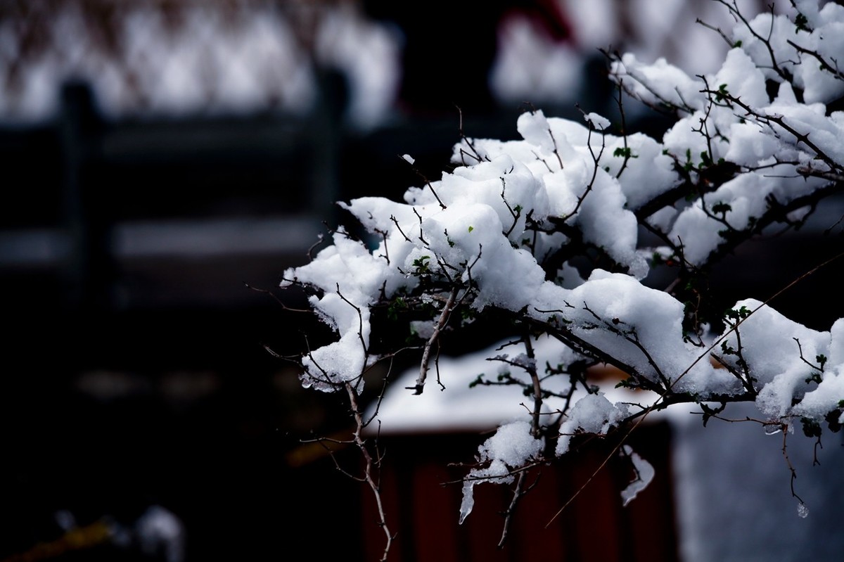 大雪过后——公园杂拍