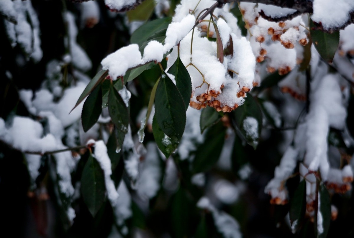 大雪过后——公园杂拍