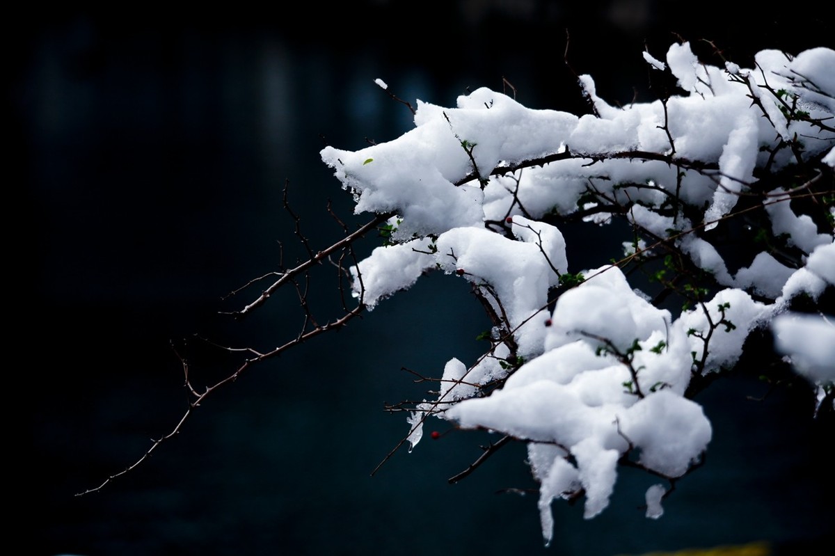 大雪过后——公园杂拍