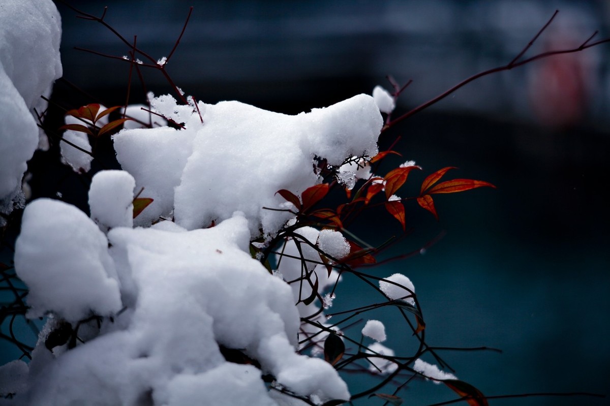 大雪过后——公园杂拍