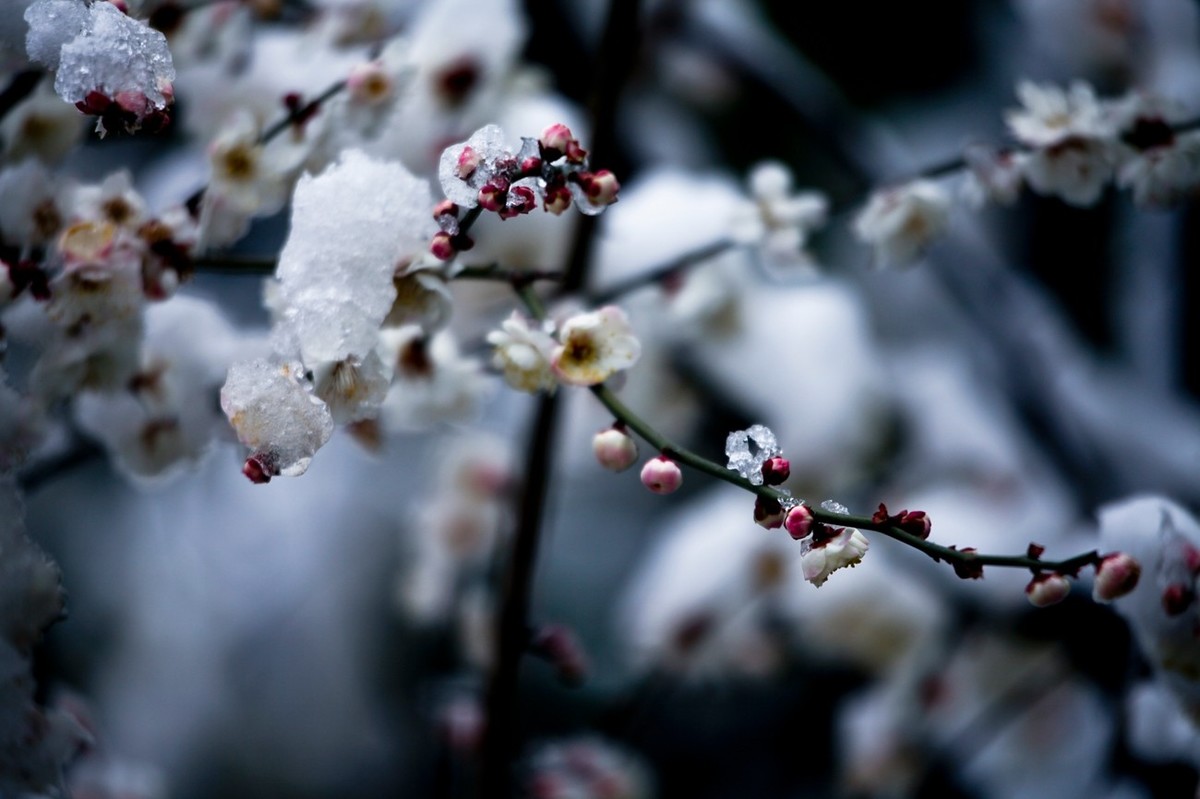 大雪过后——公园杂拍