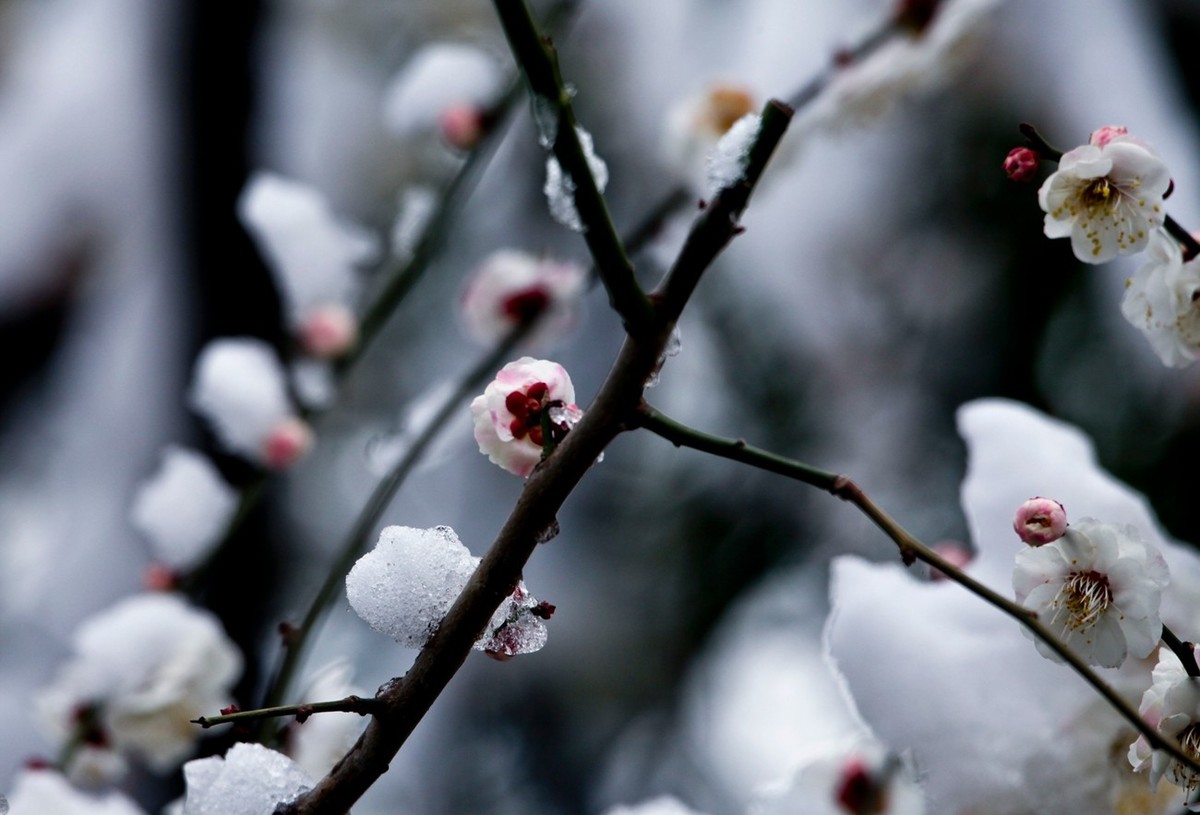 大雪过后——公园杂拍