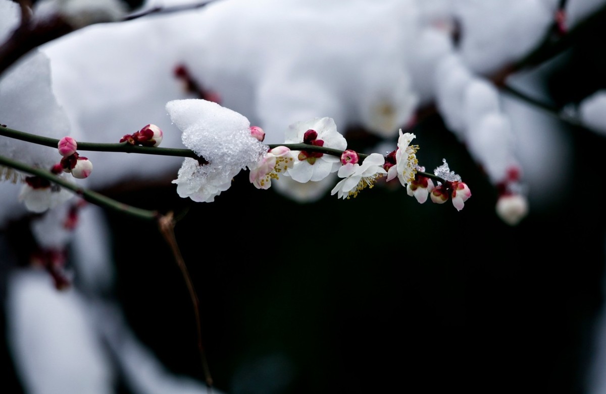 大雪过后——公园杂拍